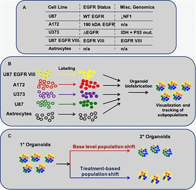 Multi-Cell Type Glioblastoma Tumor Spheroids for Evaluating Sub-Population-Specific Drug Response